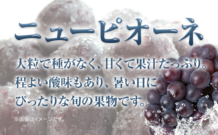 縲仙郁。御コ育エ縲 蟯。螻ア逵檎肇 驕ク縺ケ繧 縺、繧倶サ倥″繝九Η繝シ繝斐が繝シ繝 3謌ソ 540g莉・荳 繝上え繧ケ譬ス蝓ケ 譛蛾剞莨夂、セ繝帙シ繝繧」繧ォ繝ォ繝√Ε繝シ逾槫ウカ縲7譛井クュ譌ャ-8譛井ク区流鬆蜃コ闕キ縲 蟯。螻ア逵 隨蟯。蟶 闡。關 譫懃黄 蜴ウ驕ク蜃コ闕キ 繝輔Ν繝シ繝 遞ョ縺ェ縺励カ縺ゥ縺 縲宣埼∽ク榊庄蝨ー蝓溘≠繧翫