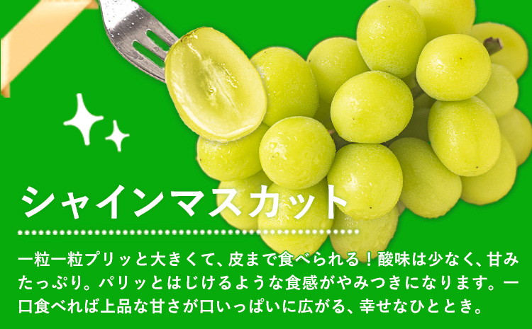 岡山県産 ニューピオーネ シャインマスカット ぶどう詰め合わせ 約1.2kg 2房 葡萄 果物 訳あり 優品 厳選出荷 スイーツ フルーツ デザート 岡山県 笠岡市《9月上旬～10月下旬頃に出荷予定(土日祝除く)》数量限定 種なしぶどう