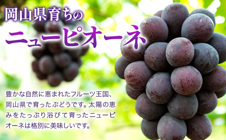 【2026年先行予約】ニューピオーネ 1房480g以上 約2kg 4房 株式会社山博《2026年8月下旬-10月上旬頃出荷》岡山県 笠岡市 ぶどう フルーツ 旬 果物 国産 岡山県産 送料無料 【配送不可地域あり】