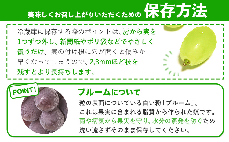 岡山県産 ニューピオーネ シャインマスカット ぶどう詰め合わせ 約1.2kg 2房 葡萄 果物 訳あり 優品 厳選出荷 スイーツ フルーツ デザート 岡山県 笠岡市《9月上旬～10月下旬頃に出荷予定(土日祝除く)》数量限定 種なしぶどう