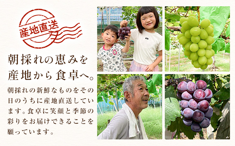ぶどう ピオーネ オーロラブラック 計2房 1kg 以上 《8月下旬-9月中旬頃出荷》 たかたかファーム ブドウ 葡萄 黒系 果物 フルーツ ギフト 岡山県 笠岡市
