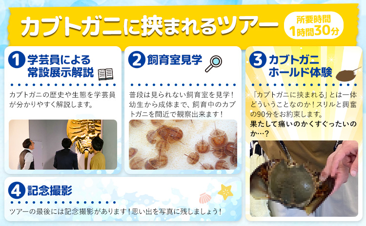 カブトガニに挟まれるツアー 記念品Tシャツ付き 2名 カブトガニ博物館《寄附お申し込み約1週間後にご連絡差し上げます(土日祝除く)》岡山県 笠岡市 カブトガニ 博物館 チケット ツアー 送料無料