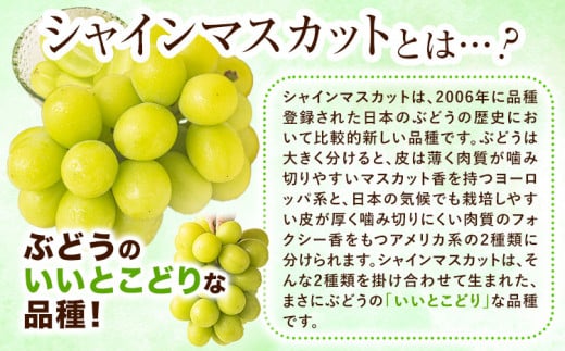 【2ヶ月定期便】【2026年発送先行予約】シャインマスカット 岡山 約1.3kg×2ヶ月定期便 計2.6kg 《2026年9月上旬-10月末頃出荷》厳選 旬 ぶどう ブドウ 葡萄 マスカット 果物 フルーツ ギフト 岡山県 笠岡市 訳あり クール便 爽やか 贅沢
