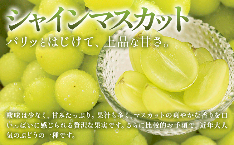 【定期便】旬のフルーツ定期便 岡山のﾌﾙｰﾂ 定期便 Bコース 4回定期便 岡山県産 桃 シャインマスカット ニューピオーネ 梨 《7月上旬-12月末頃出荷》岡山県 笠岡市 フルーツ 旬 果物 ぶどう 梨 マスカット お取り寄せ