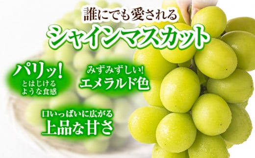 【2ヶ月定期便】【2026年発送先行予約】シャインマスカット 岡山 約1.3kg×2ヶ月定期便 計2.6kg 《2026年9月上旬-10月末頃出荷》厳選 旬 ぶどう ブドウ 葡萄 マスカット 果物 フルーツ ギフト 岡山県 笠岡市 訳あり クール便 爽やか 贅沢