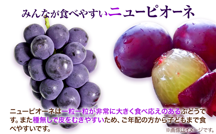岡山県産ニューピオーネ 3房（580g以上） 先行受付 《9月中旬-10月下旬頃出荷》 【配送不可地域あり】