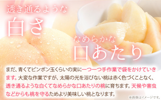 譯 蟯。螻ア縺ョ譯 邏1.3kg 縲2026蟷エ6譛井ク区流-9譛井ク頑流鬆蜃コ闕キ縲 縺泌ョカ蠎ュ逕ィ 險ウ縺ゅj 逋ス譯 蟯。螻ア 譌ャ 繝「繝「 繧ゅb 蜈郁。御コ育エ 騾∵侭辟。譁 譫懃黄 蟯。螻ア逵 隨蟯。蟶 貂豌エ逋ス譯 逋ス魑ウ 逋ス鮗 繧ッ繝シ繝ォ萓ソ