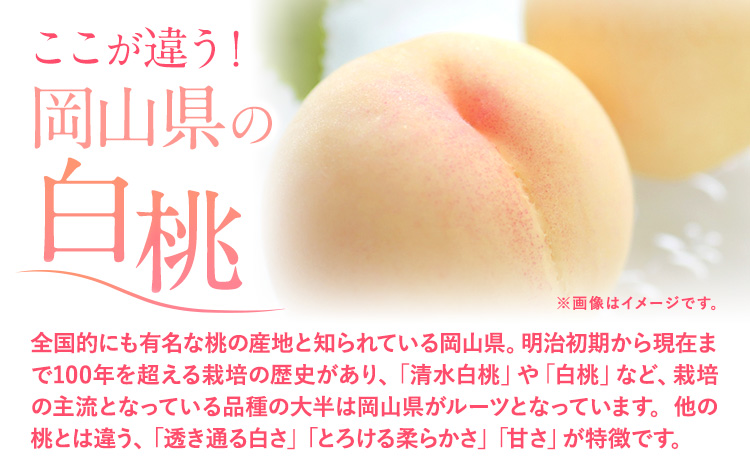 フルーツ 厳選 晴れの国定期便 シャインマスカット 3kg 白桃 2kg 2回 お届け 定期便 《ページ内記載の時期に発送》 果物 マスカット 桃 岡山県 笠岡市---kasaoka_zsytei_360_matu2---