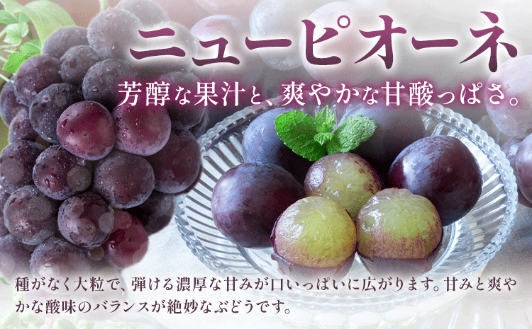 【定期便】旬のフルーツ定期便 岡山のﾌﾙｰﾂ 定期便 Bコース 4回定期便 岡山県産 桃 シャインマスカット ニューピオーネ 梨 《7月上旬-12月末頃出荷》岡山県 笠岡市 フルーツ 旬 果物 ぶどう 梨 マスカット お取り寄せ