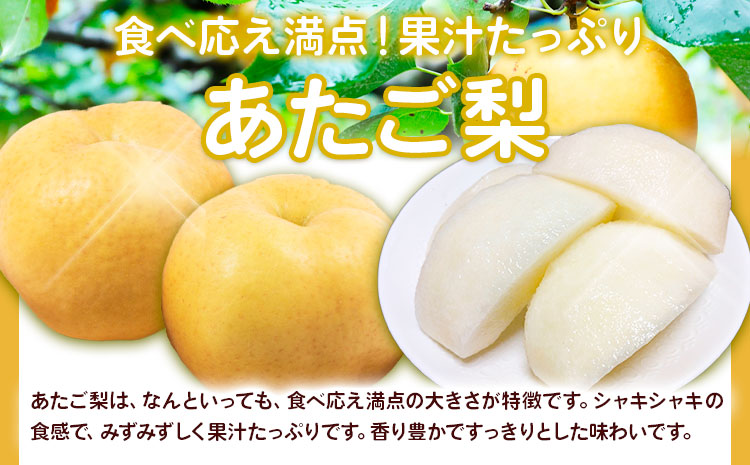 【2026年先行予約】あたご梨 約4kg (3-6玉) 化粧箱入り 株式会社山博《11月下旬-12月下旬頃出荷》岡山県 笠岡市 なし 梨 ナシ 愛宕梨 果物 大玉 岡山県産 国産 送料無料【配送不可地域あり】