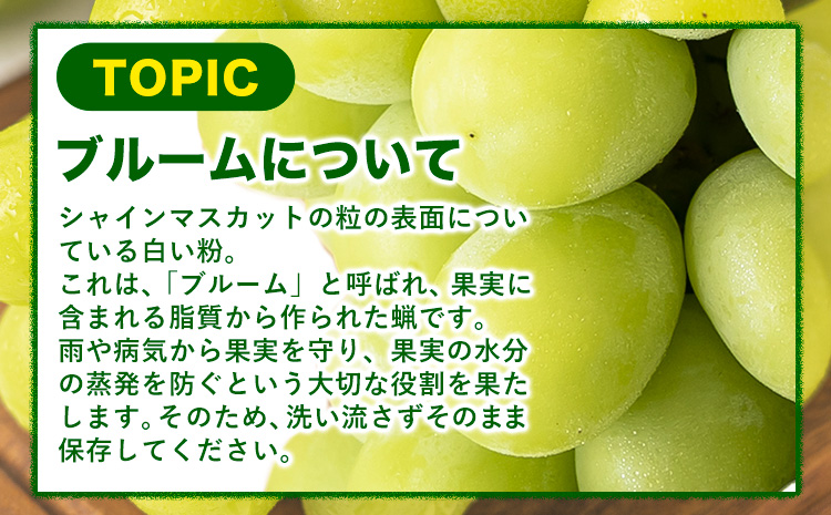 ã9æçºéãã·ã£ã€ã³ãã¹ã«ãã çŽ650g(1æ¿)ã2026幎9æäžæ¬-9ææ«é åºè·ã岡山ç ç¬ å²¡åž ã·ã£ã€ã³ãã¹ã«ãã å³éž ã¶ã©ã ãã㊠è¡è ãã¹ã«ãã æç© ãã«ãŒã ã®ãã