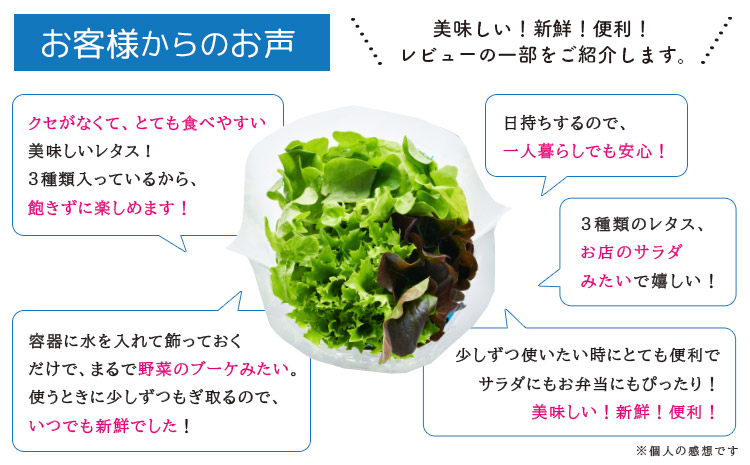 繧オ繝ゥ繝医Μ繧ェ 12蛟九そ繝繝 驥手除 繝ャ繧ソ繧ケ 3遞ョ縺ョ繝ャ繧ソ繧ケ 繧ー繝ェ繝シ繝ウ繧ェ繝シ繧ッ 繝ャ繝繝峨が繝シ繧ッ 繧ー繝ェ繝シ繝ウ繧ッ繝ェ繧ケ繝斐シ 縲30譌・莉・蜀縺ォ蜃コ闕キ莠亥ョ(蝨滓律逾昴r髯、縺)縲 JA譎エ繧後ョ蝗ス蟯。螻ア 隨蟯。繧「繧ー繝ェ繧サ繝ウ繧ソ繝シ 驥手除 蟯。螻ア逵 隨蟯。蟶