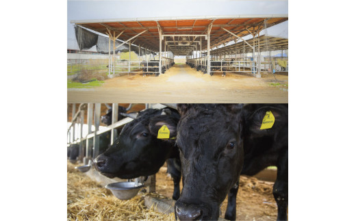 牛肉　B-07 瀬戸の姫（焼肉用）《45日以内に出荷予定(土日祝除く)》