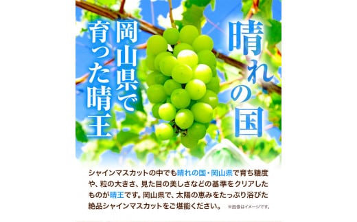 シャインマスカット　先行予約  岡山県産 シャインマスカット （ 晴王 ）（1房580g以上　2房入り） シャイン マスカット 種無し ぶどう フルーツ 果物 （令和8年産先行受付）《2026年9月上旬-10月下旬頃出荷》 【配送不可地域あり】H-29b