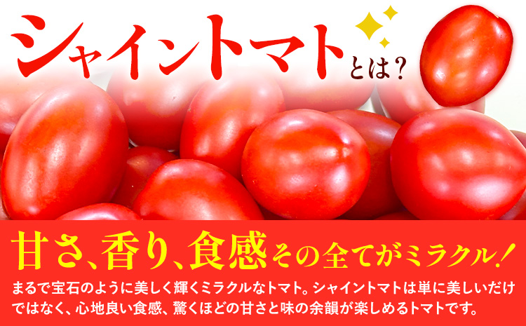 シャイントマト 500g シャイントマトファーム《1月中旬-7月下旬頃出荷》岡山県 笠岡市 送料無料 トマト 野菜 ミニトマト【配送不可地域あり】 st-p