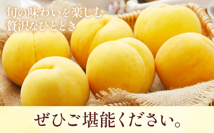 岡山県産 黄金桃 6玉(240g以上) 有限会社ホーティカルチャー神島《9月上旬-9月下旬頃出荷》 岡山 白桃 岡山県 笠岡市 黄桃 桃 モモ 果物 スイーツ フルーツ デザート