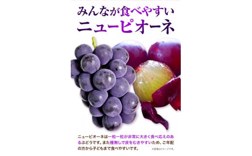 先行予約 岡山 白桃 （ 桃 4玉ロイヤル1玉220g以上）& ピオーネ （1房580g以上）& シャインマスカット （1房580g以上）詰合せ もも ぶどう マスカット 果物 フルーツ セット 令和8年産先行受付《2026年7月上旬‐8月中旬頃出荷》【配送不可地域あり】H-39b