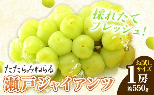 【先行予約】たたらみねらる 瀬戸ジャイアンツ お試しサイズ 1房 約550g Y＆G.ディストリビューター株式会社《2026年8月下旬-10月下旬頃出荷予定》岡山県 笠岡市 マスカット ぶどう ブドウ 葡萄 フルーツ 果物