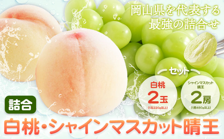 桃 ぶどう 詰合 岡山白桃 2玉(1玉220g以上) シャインマスカット 晴王 2房(1房480g以上) 化粧箱入り 株式会社山博《2026年7月下旬-8月中旬頃出荷》岡山県 笠岡市 フルーツ 果物 葡萄 マスカット もも お取り寄せ【配送不可地域あり】