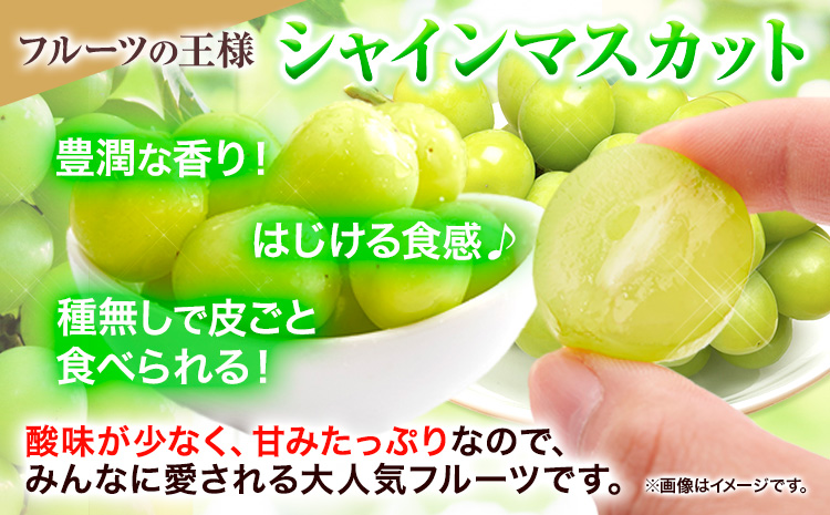 【先行予約】ぶどう 食べ比べ たたらみねらる シャインマスカット ほほえみ 計2房(各1房) 計約1.3kg Ｙ＆Ｇ．ディストリビューター株式会社《2026年8月中旬-10月上旬頃出荷》岡山県 笠岡市 果物 フルーツ ブドウ 食べ比べ セット お取り寄せフルーツ
