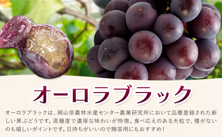 ぶどう オーロラブラック フルーツ 2房 (1房480g以上) 化粧箱入り 株式会社山博《2026年8月下旬-9月下旬頃出荷》岡山県 笠岡市 送料無料 ブドウ 大粒 種なし 種無 贈答 果物 旬 国産 岡山県産【配送不可地域あり】