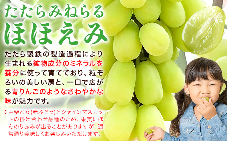 【先行予約】ぶどう 食べ比べ たたらみねらる シャインマスカット ほほえみ 計2房(各1房) 計約1.3kg Ｙ＆Ｇ．ディストリビューター株式会社《2026年8月中旬-10月上旬頃出荷》岡山県 笠岡市 果物 フルーツ ブドウ 食べ比べ セット お取り寄せフルーツ
