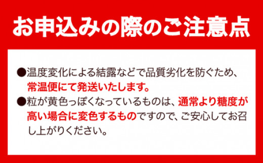 【先行予約】 たたらみねらる シャインマスカット 2房 計1kg以上 《2026年8月下旬-10月下旬頃出荷予定》 数量限定 シャイン マスカット 糖度18度以上 甘い 朝どれ ぶどう ブドウ 葡萄 岡山県産 笠岡市 