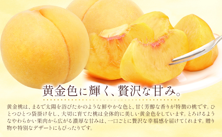 岡山県産 黄金桃 6玉(240g以上) 有限会社ホーティカルチャー神島《9月上旬-9月下旬頃出荷》 岡山 白桃 岡山県 笠岡市 黄桃 桃 モモ 果物 スイーツ フルーツ デザート
