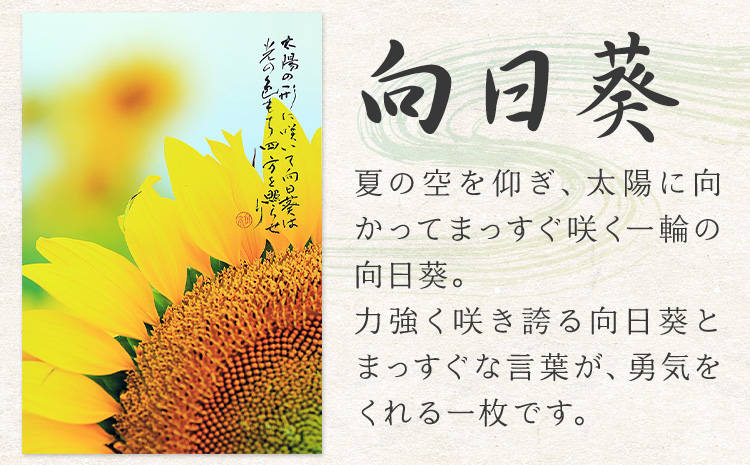 絵 書 書道 アート 季節の絵と書 向日葵 楠戸宇亭《90日以内に出荷予定(土日祝除く)》岡山県 笠岡市 送料無料 美術 作品 日本画 絵 インテリア