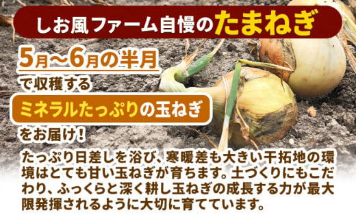 たまねぎ【先行予約】しお風たまねぎ 約15kg《6月上旬-6月末頃出荷》 玉ねぎ たまねぎ 野菜 青果物 岡山県 笠岡市  一万円 一万 10000円 人気