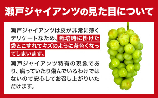 【先行予約】たたらみねらる 瀬戸ジャイアンツ お試しサイズ 1房 約550g Y＆G.ディストリビューター株式会社《2026年8月下旬-10月下旬頃出荷予定》岡山県 笠岡市 マスカット ぶどう ブドウ 葡萄 フルーツ 果物