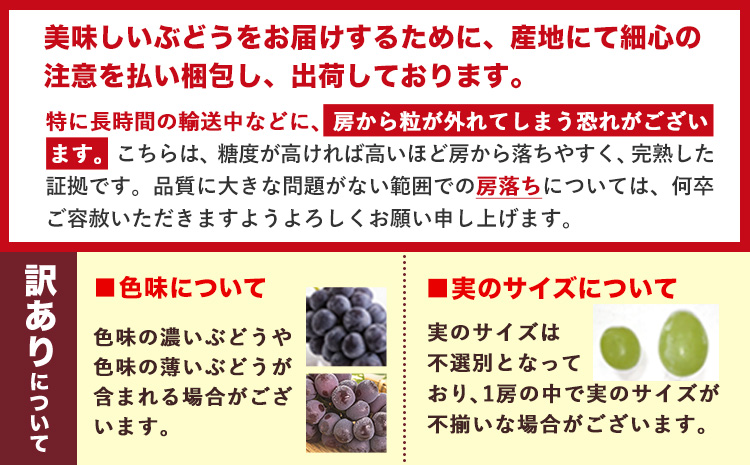 岡山県産 ニューピオーネ シャインマスカット ぶどう詰め合わせ 約1.2kg 2房 葡萄 果物 訳あり 優品 厳選出荷 スイーツ フルーツ デザート 岡山県 笠岡市《9月上旬～10月下旬頃に出荷予定(土日祝除く)》数量限定 種なしぶどう
