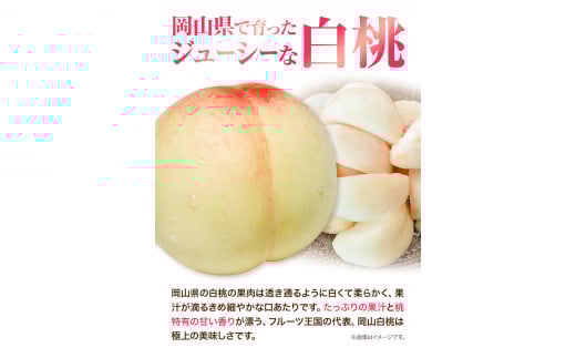 先行予約 岡山 白桃 （ 桃 4玉ロイヤル1玉220g以上）& ピオーネ （1房580g以上）& シャインマスカット （1房580g以上）詰合せ もも ぶどう マスカット 果物 フルーツ セット 令和8年産先行受付《2026年7月上旬‐8月中旬頃出荷》【配送不可地域あり】H-39b