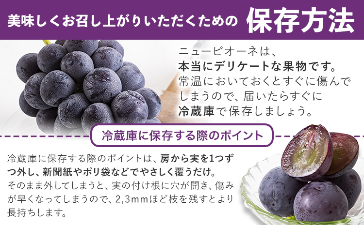 岡山県産 ニューピオーネ 約600g 1房《8月下旬-10月中旬頃出荷》岡山県 笠岡市 葡萄 果物 秀品 スイーツ フルーツ デザート 秋旬