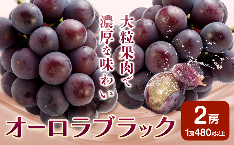 ぶどう オーロラブラック フルーツ 2房 (1房480g以上) 化粧箱入り 株式会社山博《2026年8月下旬-9月下旬頃出荷》岡山県 笠岡市 送料無料 ブドウ 大粒 種なし 種無 贈答 果物 旬 国産 岡山県産【配送不可地域あり】