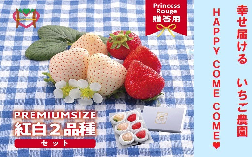 いちご　 しあわせ届けるいちご農園HappyComeComeの紅白いちご2品種食べ比べセット 400g以上《12月中旬-3月下旬頃出荷》