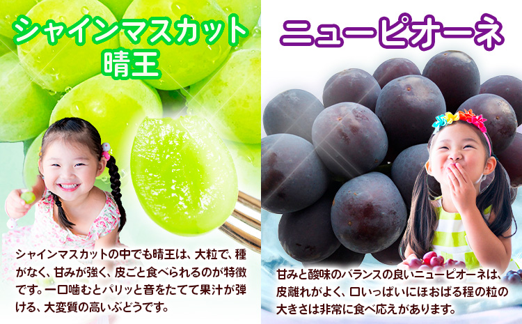 【4回定期便】ぶどう 梨 岡山のフルーツ定期便 4回コース 岡山県産 シャインマスカット 晴王 ニューピオーネ 紫苑 あたご 株式会社山博《2026年9月上旬-12月末頃出荷》岡山県 笠岡市 フルーツ 果物 ぶどう あたご梨 マスカット お取り寄せ【配送不可地域あり】