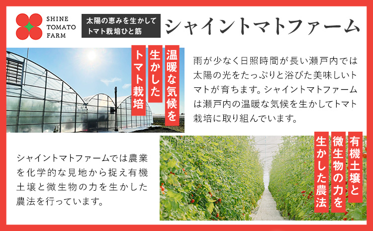 シャイントマト 500g シャイントマトファーム《1月中旬-7月下旬頃出荷》岡山県 笠岡市 送料無料 トマト 野菜 ミニトマト【配送不可地域あり】 st-p