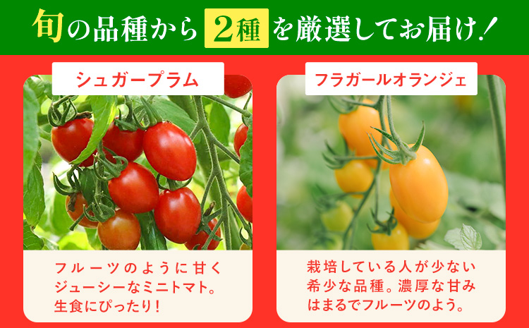 シャイントマト 1kg シャイントマトファーム《1月中旬-7月下旬頃出荷》岡山県 笠岡市 送料無料 トマト 野菜 ミニトマト【配送不可地域あり】 st-p