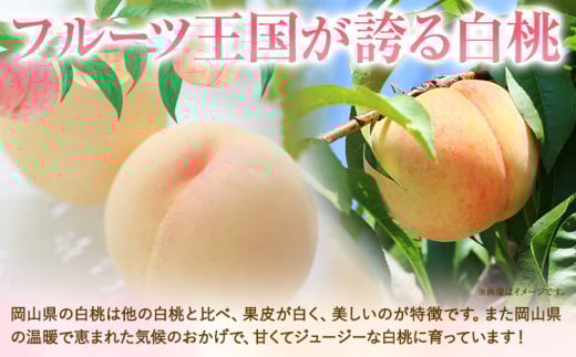 【2026年発送先行予約】清水白桃　約2kg 8玉《2025年7月下旬-8月上旬頃出荷》