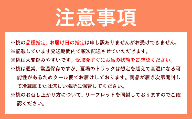 【2026年先行予約】白桃 6玉(1.6kg以上) 株式会社山博 (中本青果)《2026年7月上旬‐8月中旬頃出荷》岡山県 笠岡市 桃 もも フルーツ 旬 果物 国産 岡山県産 送料無料 冷蔵 化粧箱【配送不可地域あり】