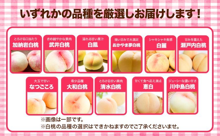 先行受付 岡山県産 白桃 1玉 240g以上 6玉入り ロイヤル 《7月中旬-8月下旬頃出荷》 【配送不可地域あり】