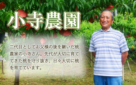 【先行予約】 もも 白桃 岡山 おかやま夢白桃 約2kg 5~9玉 小寺農園《7月中旬-8月上旬頃出荷》岡山県産 岡山の桃 ブランド桃 甘い なめらか 旬 果物 フルーツ 先行予約