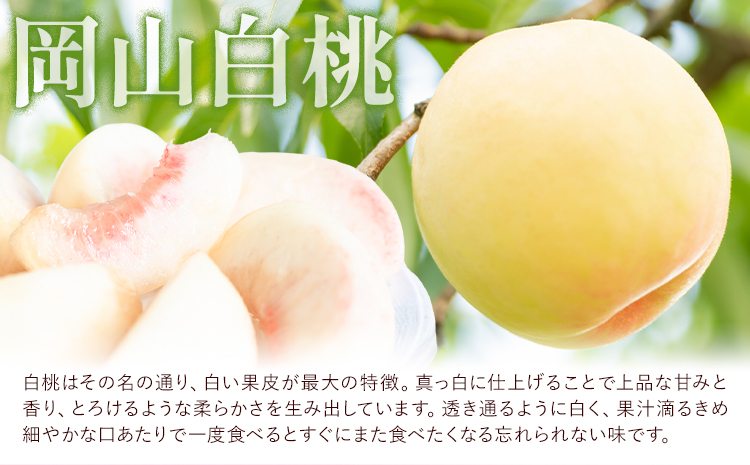 岡山白桃 5玉 (1.5kg以上) 等級ロイヤル 化粧箱入り 株式会社山博 (中本青果)《2026年7月上旬‐8月中旬頃出荷》岡山県 笠岡市 桃 もも フルーツ 旬 果物 国産 岡山県産 送料無料 冷蔵 化粧箱【配送不可地域あり】
