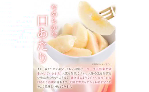 【先行受付】岡山の桃 約1kg (3~5玉前後)白桃 岡山 はくとう スイーツ フルーツ 果物 デザート 旬 モモ もも 先行予約 送料無料 果物 岡山県 笠岡市 清水白桃 白鳳 白麗 クール便《2026年6月下旬-9月上旬頃出荷》 