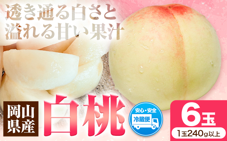 先行受付 岡山県産 白桃 1玉 240g以上 6玉入り ロイヤル 《7月中旬-8月下旬頃出荷》 【配送不可地域あり】