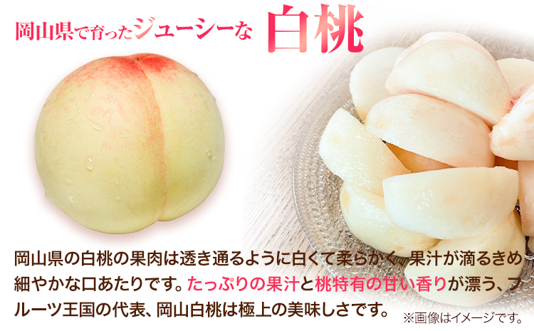 先行受付 岡山県産 白桃 1玉 240g以上 6玉入り ロイヤル 《7月中旬-8月下旬頃出荷》 【配送不可地域あり】