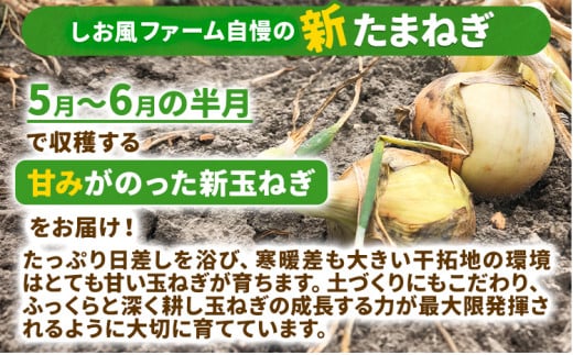 【先行予約】しお風新たまねぎ 約5kg《5月中旬-6月上旬頃出荷》 玉ねぎ たまねぎ 野菜 青果物 岡山県 笠岡市 玉ねぎ 10000円以下 10000円以内