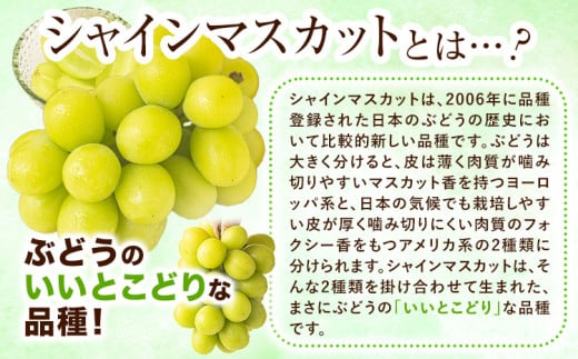 【2026年発送先行予約】シャインマスカット 晴れの国からの贈り物 シャインマスカット 600g 以上 1房 《2026年9月上旬-10月中旬頃出荷》 東山農園 ブドウ 葡萄 マスカット 果物 フルーツ ギフト 岡山県 笠岡市