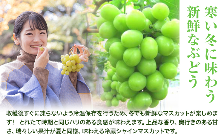 【2026年発送先行予約】冷蔵シャインマスカット H-28b 岡山県産 (1房540g以上2房入り) 《2026年11月下旬-12月中旬頃出荷》【配送不可地域あり】